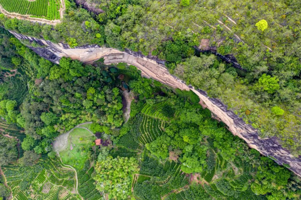 福建武夷岩茶采制技艺:一部活着的历史