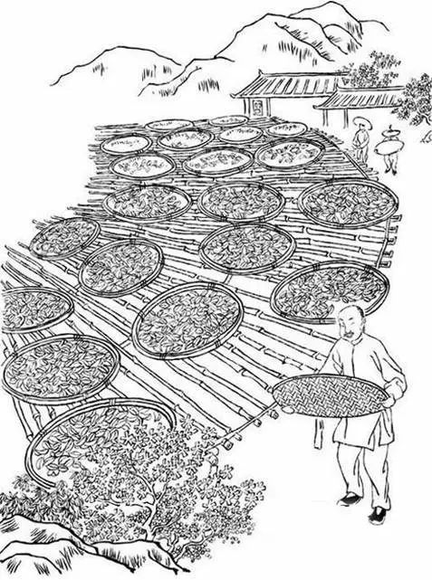 福建武夷岩茶采制技艺:一部活着的历史