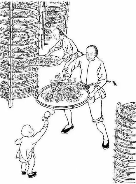 福建武夷岩茶采制技艺:一部活着的历史
