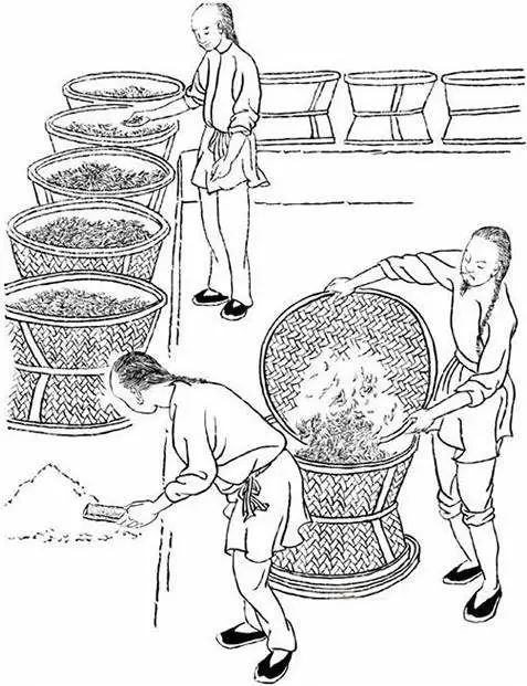 福建武夷岩茶采制技艺:一部活着的历史