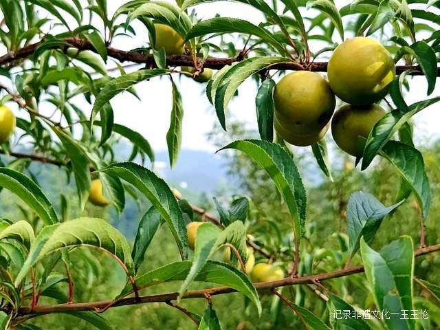 贵州金沙:600亩蜂糖李种植基地产值达40余万元