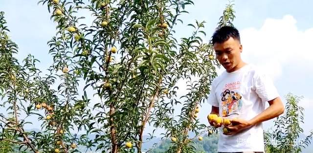 贵州金沙:600亩蜂糖李种植基地产值达40余万元