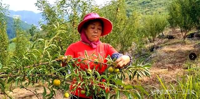 贵州金沙:600亩蜂糖李种植基地产值达40余万元