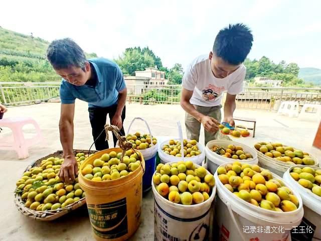 贵州金沙:600亩蜂糖李种植基地产值达40余万元