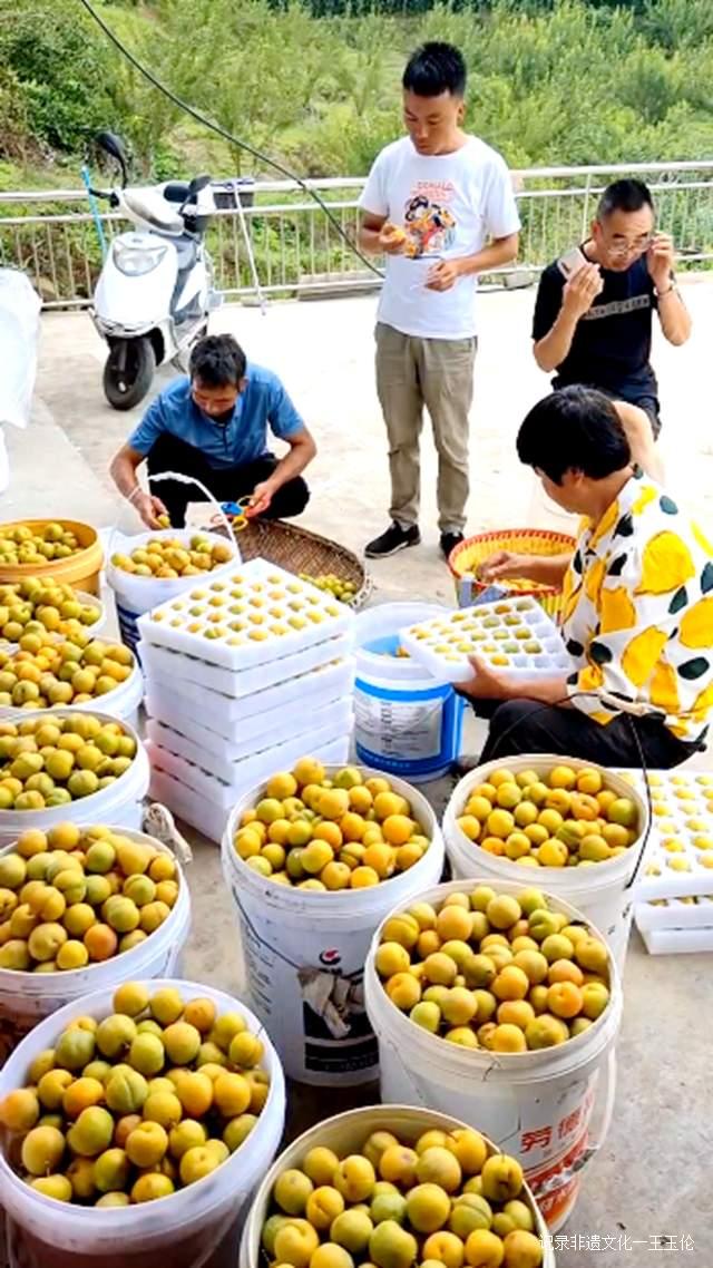 贵州金沙:600亩蜂糖李种植基地产值达40余万元