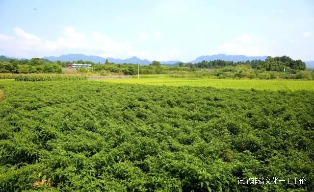 “走,到湄潭当农民去”——湄潭的文化底蕴与时代内涵
