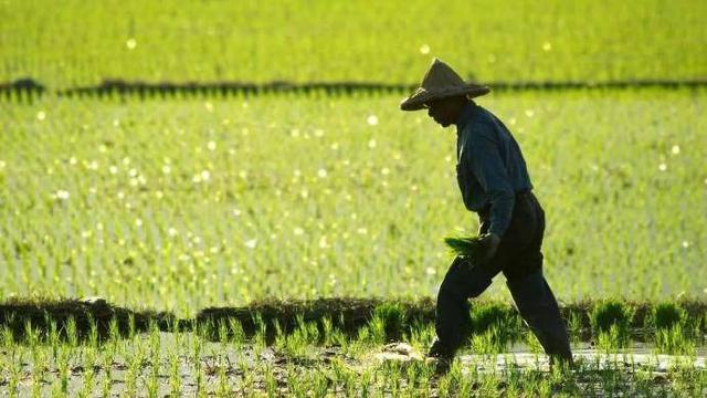 媒体关注:“新农人”回乡,站稳脚跟有多难?