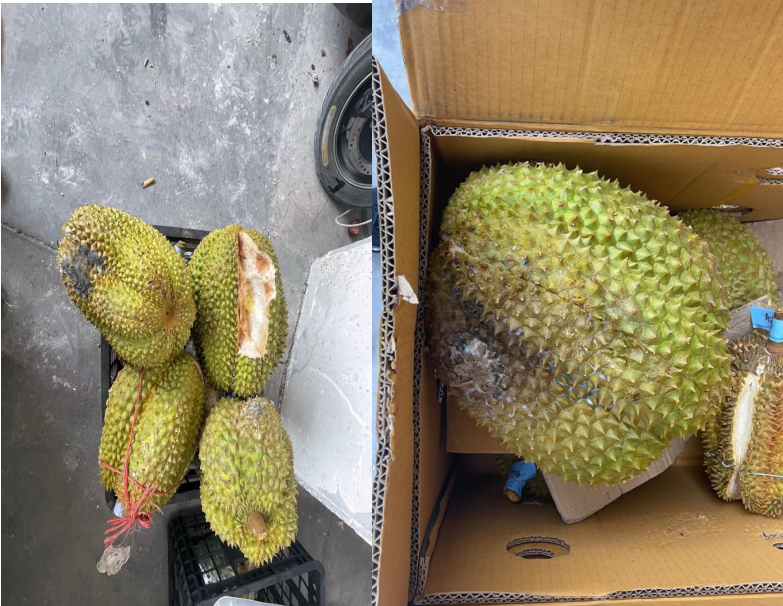 河南省中牟县万邦兜售榴莲有果无肉,商户很上火