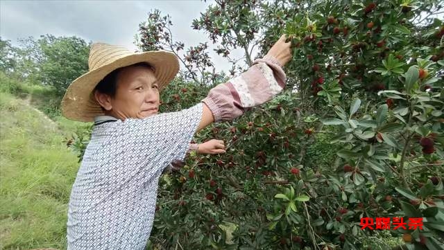 贵州省杨梅总产量可达10万吨以上,品质越来越出众