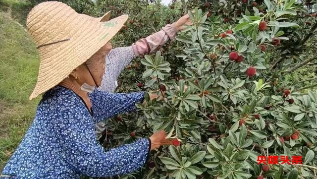 贵州省杨梅总产量可达10万吨以上,品质越来越出众