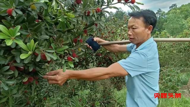 贵州省杨梅总产量可达10万吨以上,品质越来越出众