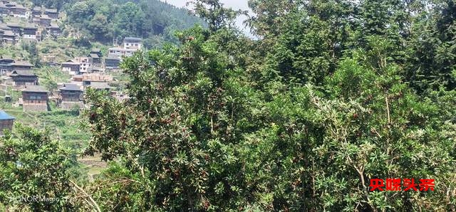 贵州省杨梅总产量可达10万吨以上,品质越来越出众