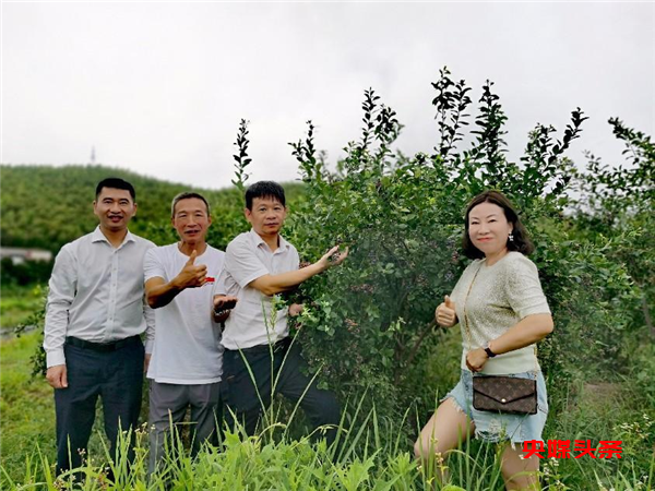 11213982265099362_83.png 象山80后林一平硕士返乡做农民 成了网红"蓝莓王"
