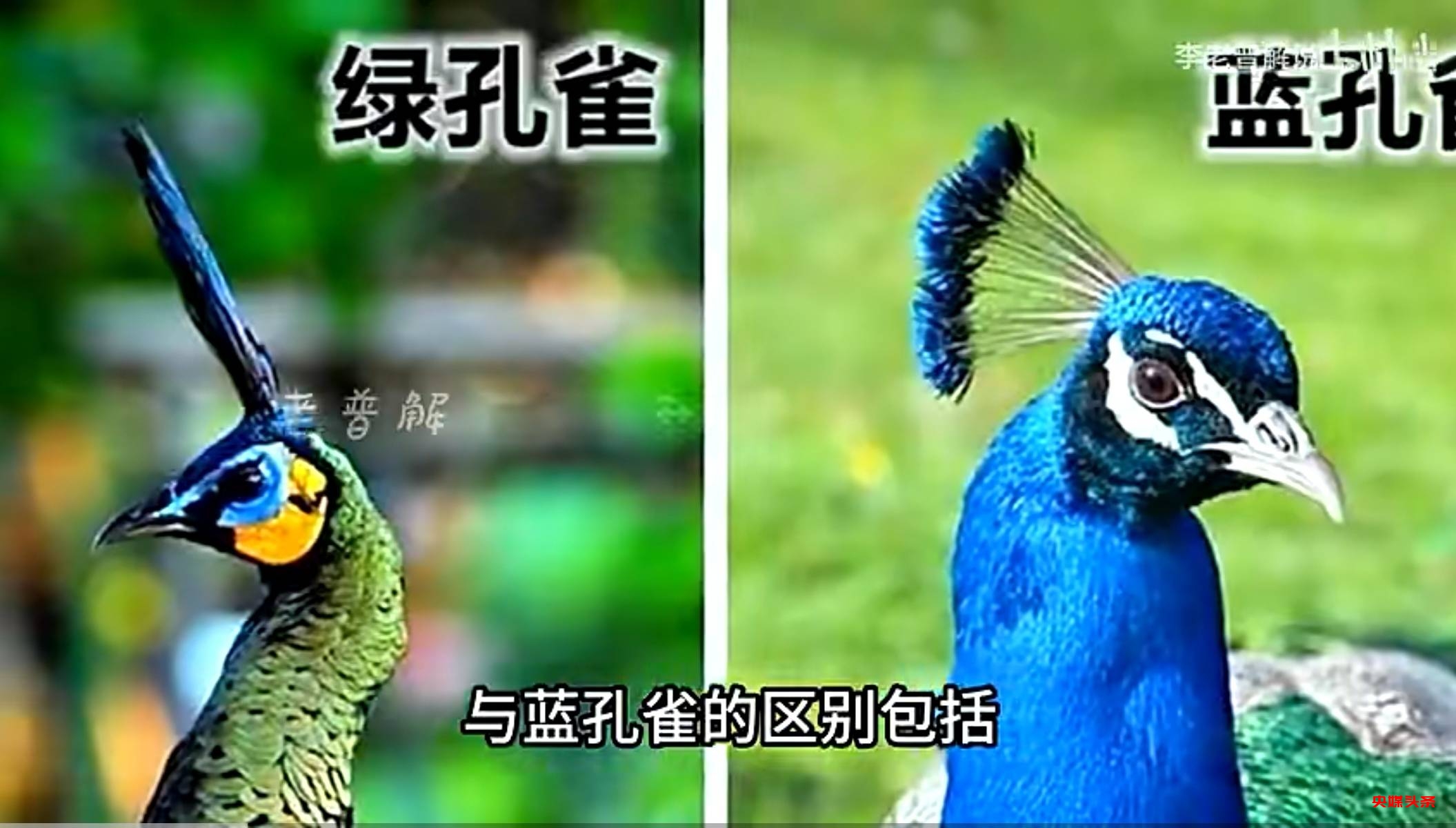 初冬象山红美人开摘了,读洪紫千“双红双绿”感受人间暖春
