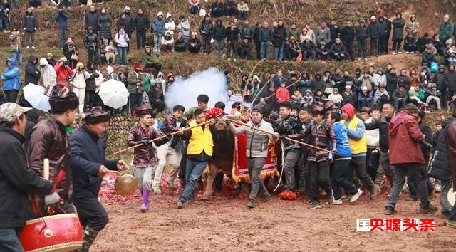 贵州从江岜扒村:传统民间斗牛文化活动在牛塘举行