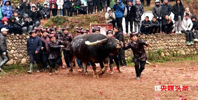 贵州从江岜扒村:传统民间斗牛文化活动在牛塘举行