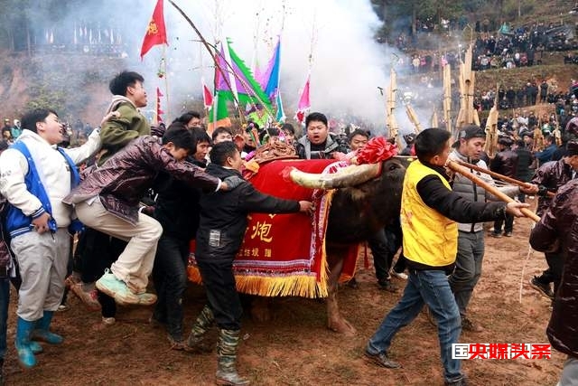 贵州从江岜扒村:传统民间斗牛文化活动在牛塘举行