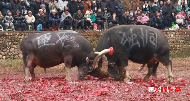 贵州从江岜扒村:传统民间斗牛文化活动在牛塘举行