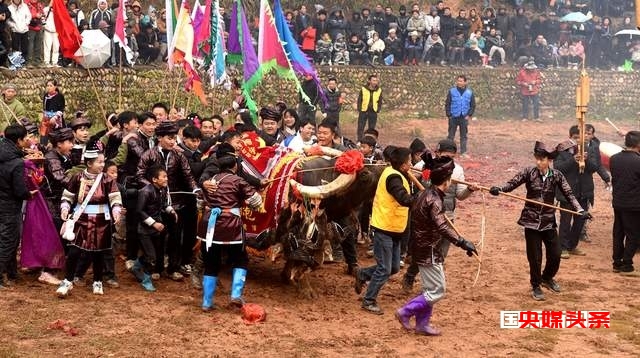 贵州从江岜扒村:传统民间斗牛文化活动在牛塘举行