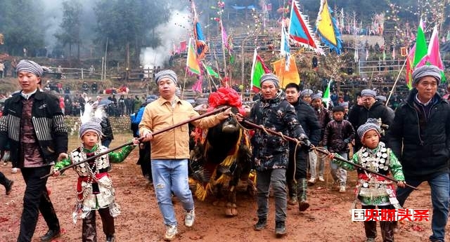 贵州从江岜扒村:传统民间斗牛文化活动在牛塘举行