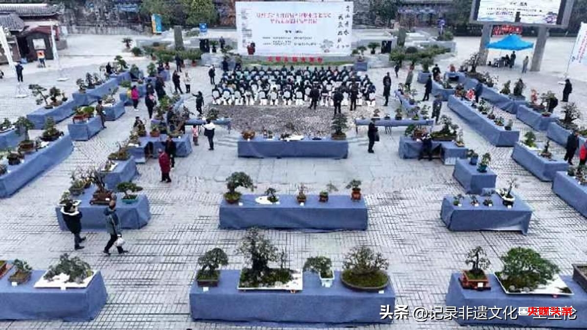 盆景之韵:福泉双赛展匠心,艺术生活共辉煌