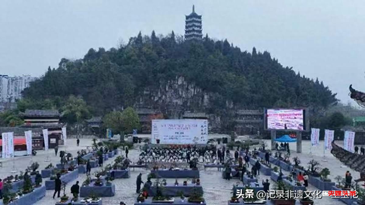 盆景之韵:福泉双赛展匠心,艺术生活共辉煌