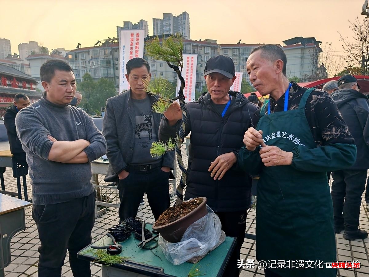 盆景之韵:福泉双赛展匠心,艺术生活共辉煌