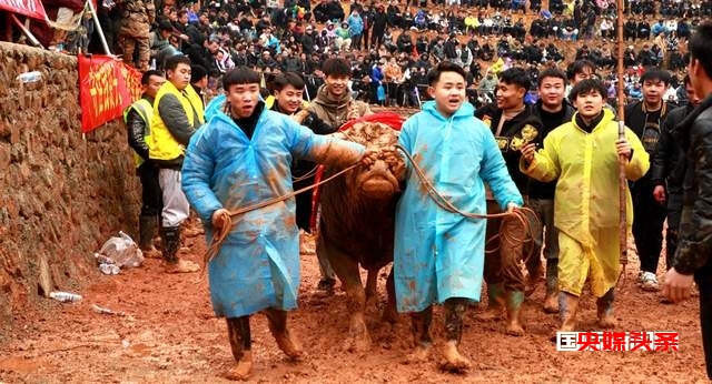 贵州从江:仟伍斗牛贺新塘迎新春