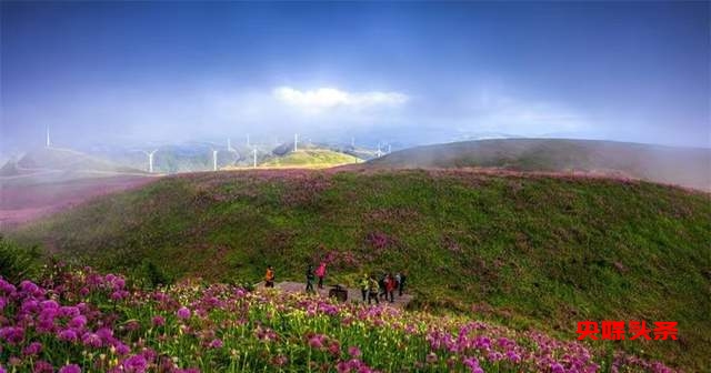 寻美毕节:韭菜花开,紫色梦境的浪漫邀约