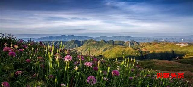 寻美毕节:韭菜花开,紫色梦境的浪漫邀约
