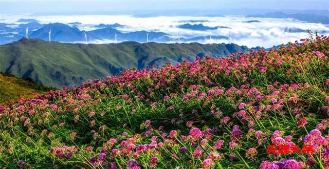 寻美毕节:韭菜花开,紫色梦境的浪漫邀约