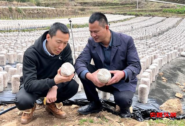 毕节市七星关区野角乡黑木耳产业基地揭牌:乡村振兴新篇章,奏响“金耳朵”致富曲