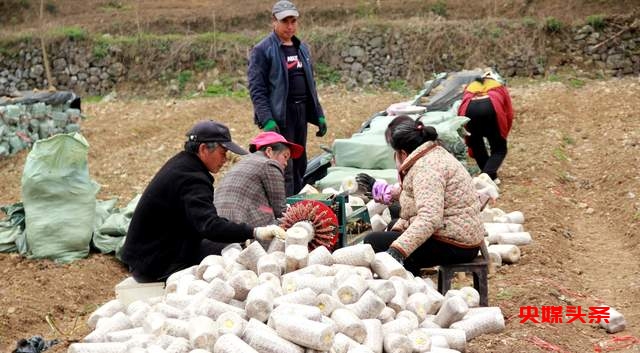 毕节市七星关区野角乡黑木耳产业基地揭牌:乡村振兴新篇章,奏响“金耳朵”致富曲