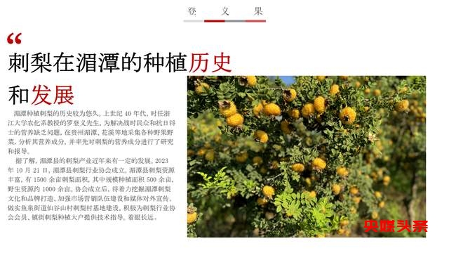 贵州湄潭刺梨，金源康的金色产业链，助力乡村致富新路径