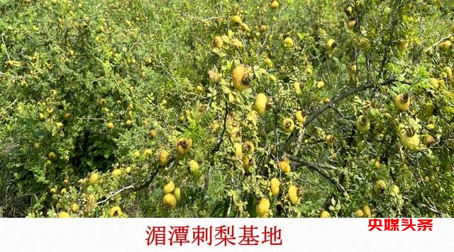 贵州湄潭刺梨，金源康的金色产业链，助力乡村致富新路径