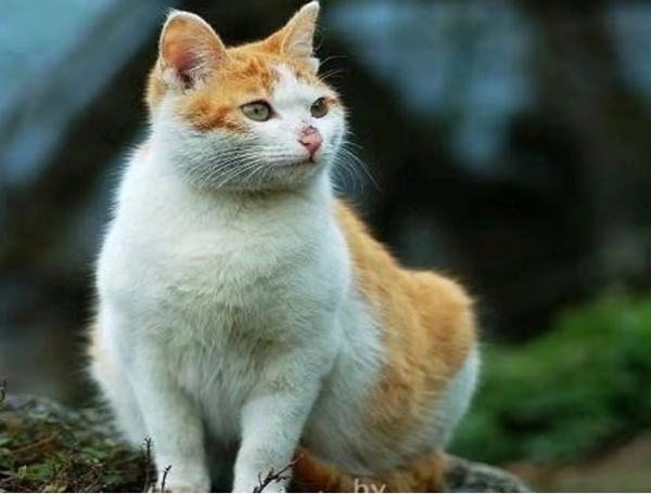 发生在丹江口库区移民中的猫狗故事