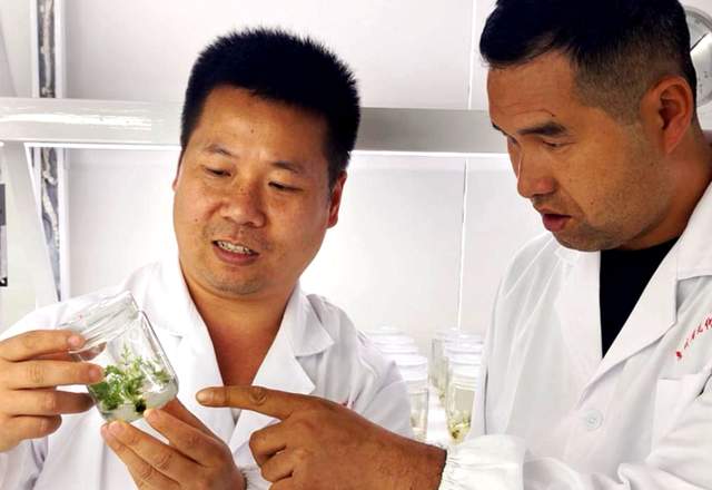 贵州珍稀濒危药材保护开发重大突破！金毛狗蕨繁育技术开启新征程