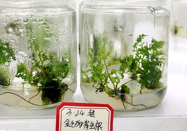 贵州珍稀濒危药材保护开发重大突破！金毛狗蕨繁育技术开启新征程