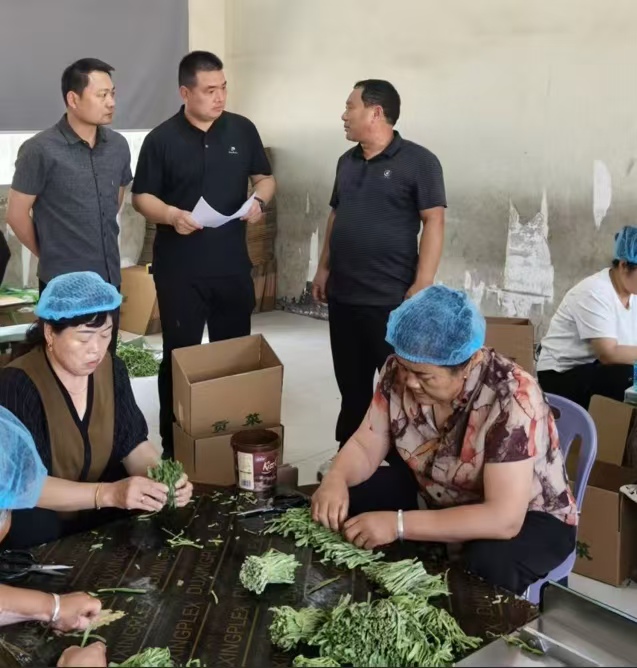 安徽涡阳:人保积极推动“农业保险+”改革 为苔干产业构建坚实的风险防线